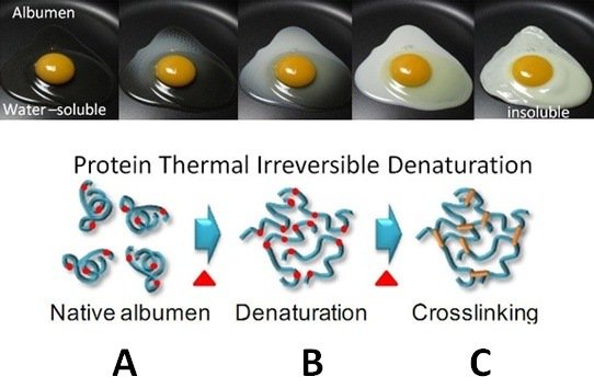 My son this morning:Why does liquid egg turns solid when heated? Answer:proteins unfold, loose water around them and form new bonds.#TalkScienceToKids

@WomenSciAUST <a href="/sandra_king2/">Sandra D. King, MS.Ed.Tech</a> <a href="/lkafle/">laxmi kafle</a> <a href="/MatiBrahima/">Mazi B ✨</a> <a href="/BillNigh/">Bill Nigh</a> <a href="/51ddh1/">51dz</a> <a href="/data_nerd/">The Data Nerd</a> <a href="/HeatherKlimchuk/">Hon. Heather Klimchuk</a> <a href="/RMBrenna/">Brenna Hardman</a>
webstaurantstore.com/blog/1918/how-…