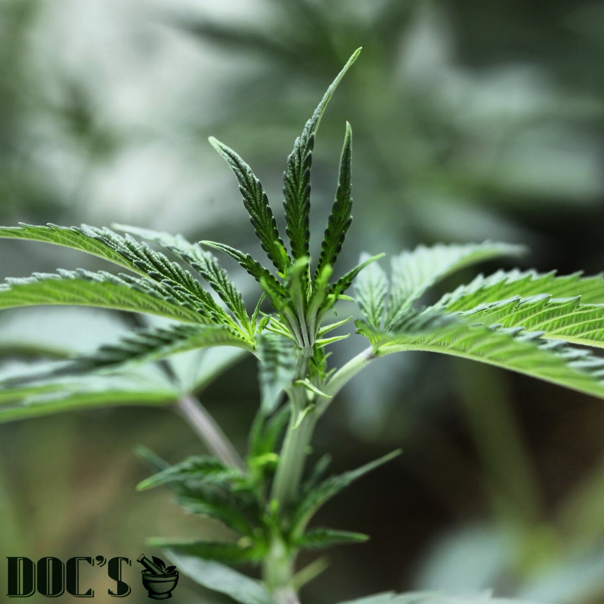 🌬💨💗Sunday Funday <a href="/DocsApothecary/">Doc's Apothecary</a> 
💥Up to 10% off all regular priced items today💥
(REC only)
Open SUNDAY 9AM-7:45PM
☎️Call us for more info:
3039745966

📍2100 E 112th Ave. Unit 5 Northglenn, CO 80233

#docsapothecary #mmj #CannabisCommunity #dank #weedfeed #marijuana