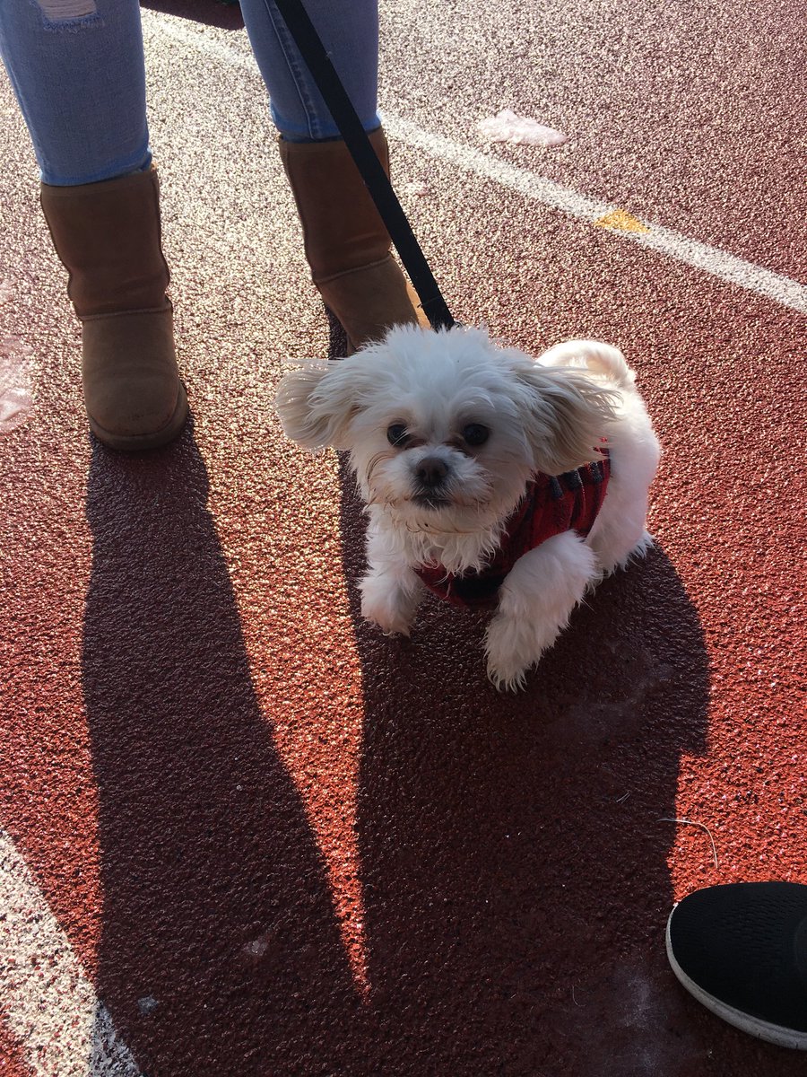 SRU_ATA's tweet photo. Participants are bringing their furry friends! Come see us! 👍🏼💚 https://t.co/UkePIQXO6U