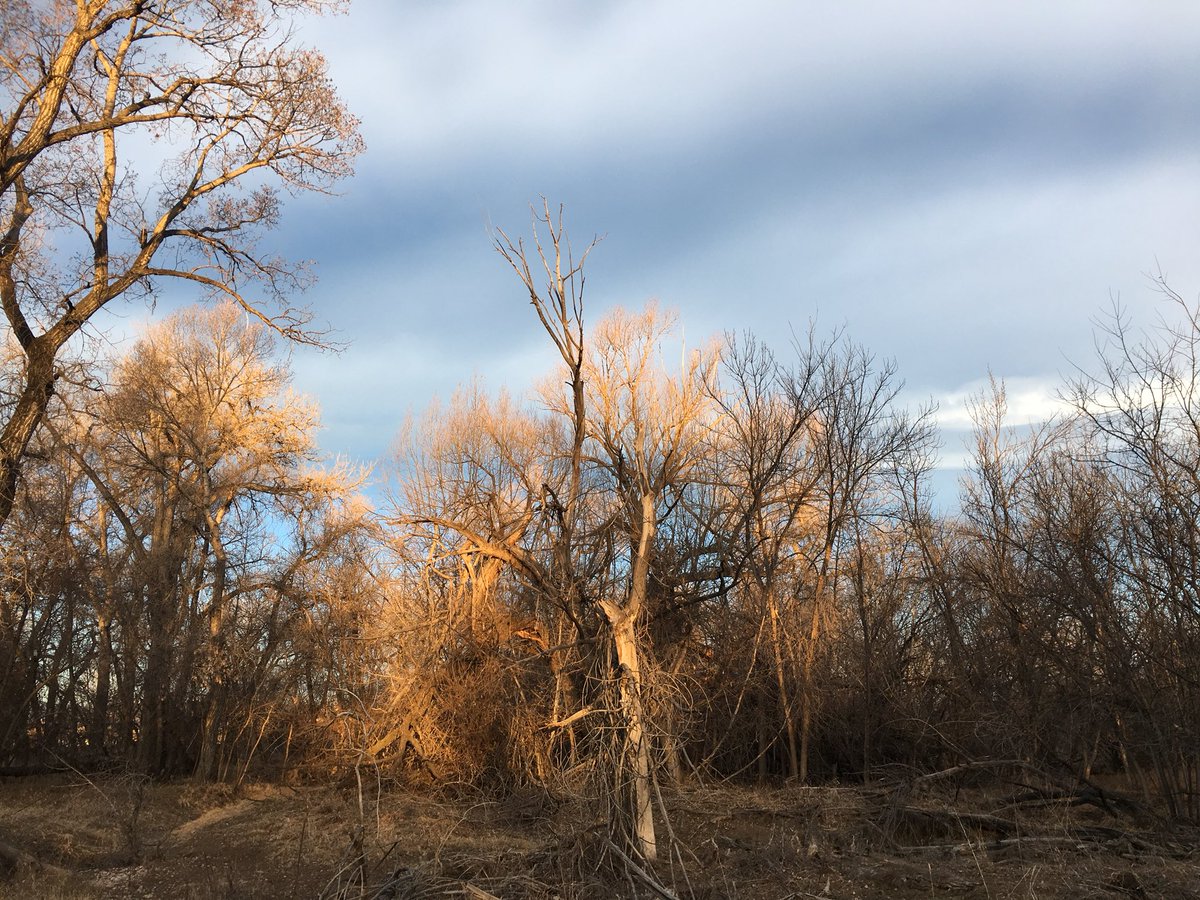 csuseeds's tweet image. The Phenology Committee will be discussing their test run at the Environmental Learning Center from this morning at the meeting tomorrow. Hope to see you there!