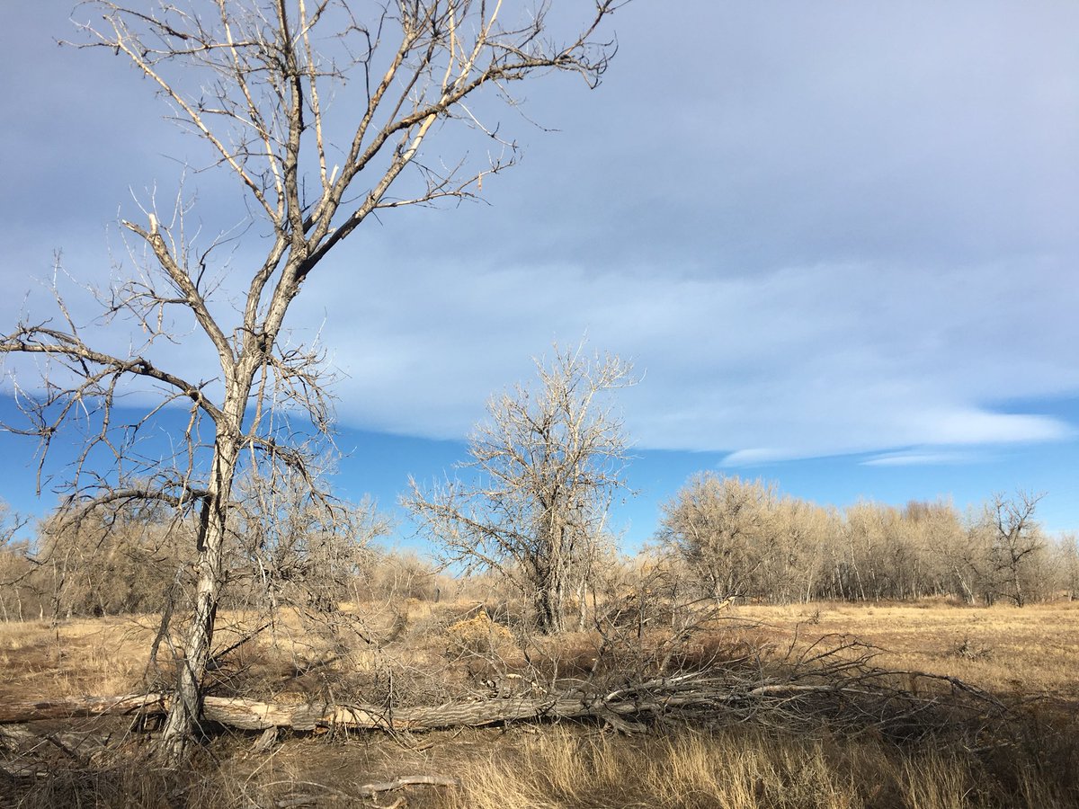 csuseeds's tweet image. The Phenology Committee will be discussing their test run at the Environmental Learning Center from this morning at the meeting tomorrow. Hope to see you there!