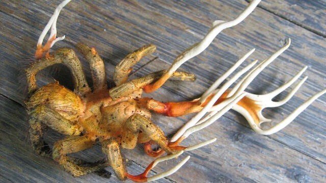 GenreFodder's tweet photo. Cordyceps fungi via Reddit user Wonderless2686 #fungus #horror #genrefodder #animals #nature #wtf #insects https://t.co/zhO4Fn8983