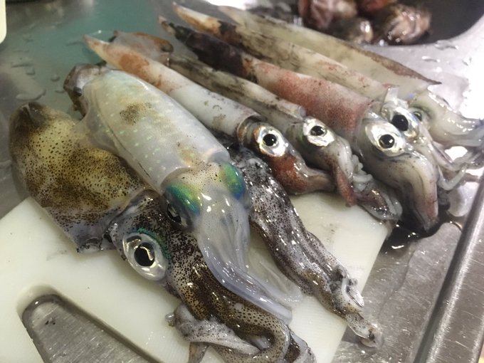 アオリイカのtwitterイラスト検索結果 古い順