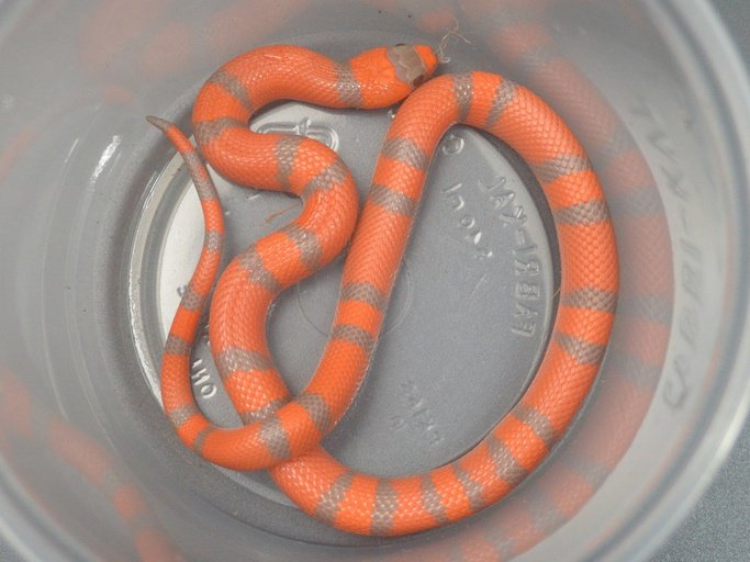 Milk Snake Morphs