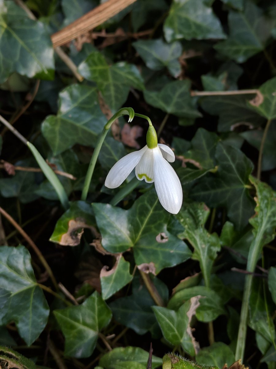 Glengirly's tweet photo. Shyly hiding in the undergrowth at #Mossyard snowdrop #wildflowerhour https://t.co/dnOt15jXzR