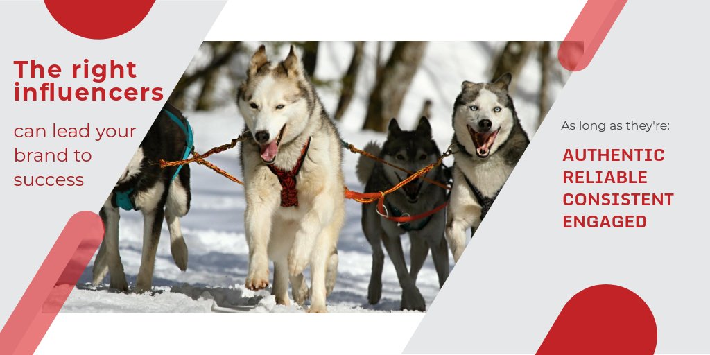pawsmarketing's tweet photo. #influencers #marketing #InfluencerMarketing #MarketingTips #MarketingWisdom https://t.co/og6vvzQaWj