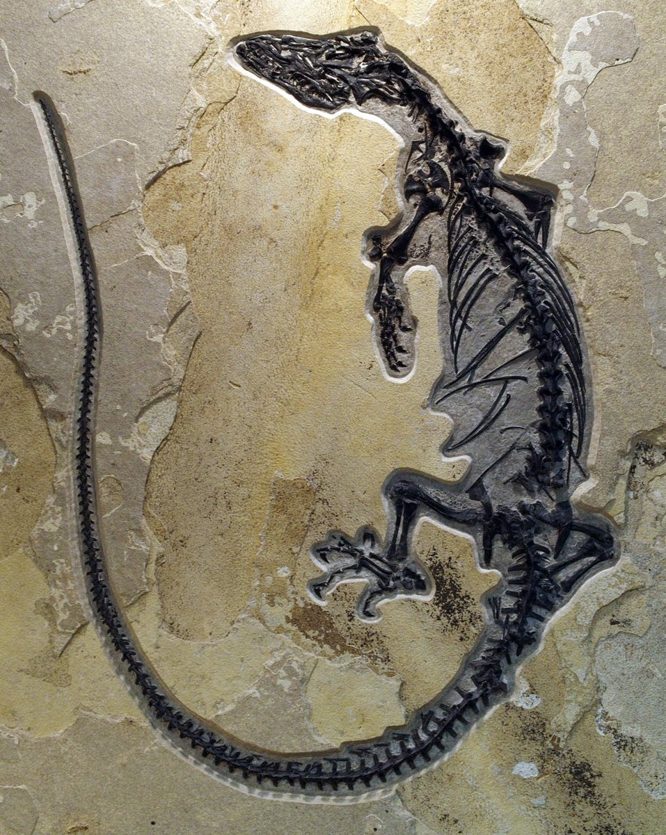 Lizard fossil from the Green River Fm (Eocene) of Wyoming