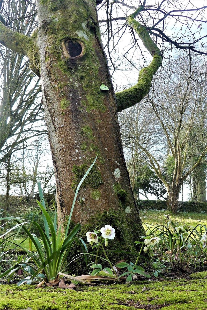 #CerneyHouse #Snowdrops #Sunshine #BlueSkies <a href="/GlosWalks/">GloucestershireWalks</a> <a href="/southcerney/">South Cerney</a> <a href="/SnowdropCC/">Snowdrop Foundation</a>  #ThePhotoHour #stunning