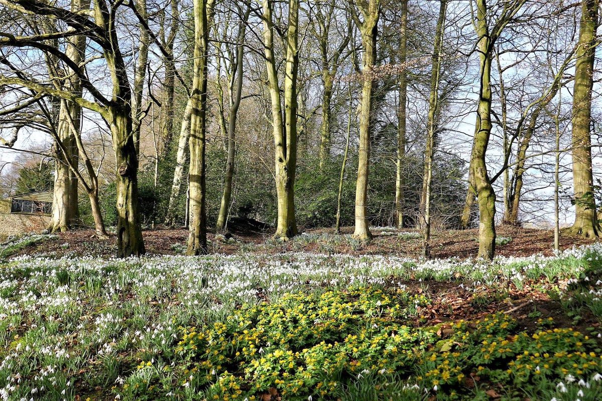 Gloster_Gal's tweet photo. #CerneyHouse #Snowdrops #Sunshine #BlueSkies @GlosWalks @southcerney @SnowdropCC  #ThePhotoHour #stunning https://t.co/nhJaWDYHet