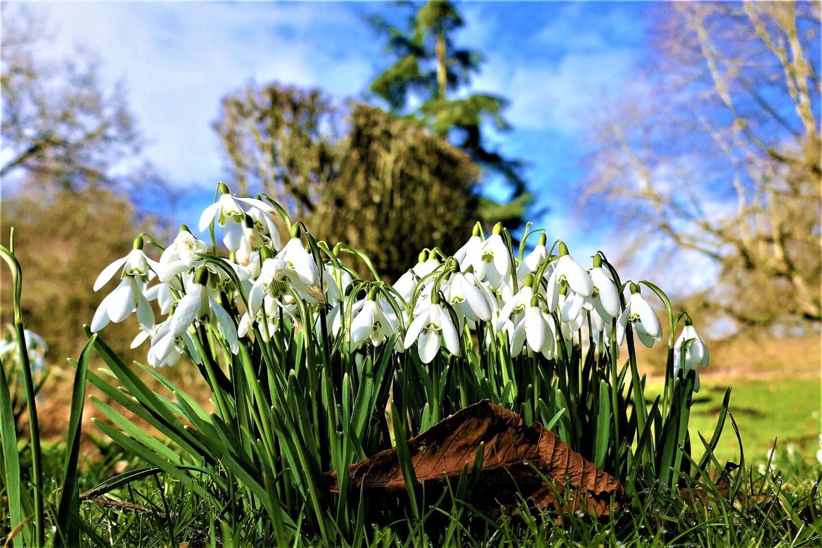 Gloster_Gal's tweet photo. #CerneyHouse #Snowdrops #Sunshine #BlueSkies @GlosWalks @southcerney @SnowdropCC  #ThePhotoHour #stunning https://t.co/nhJaWDYHet
