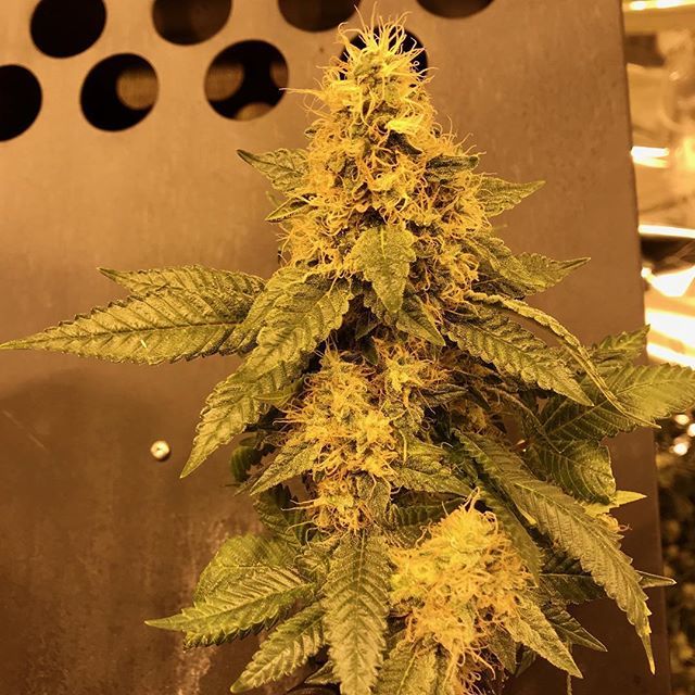 EndoExtractions's tweet photo. Can’t wait till harvest! #alwaysbudrun https://t.co/5z96azf9OP https://t.co/dPkkHusUjr