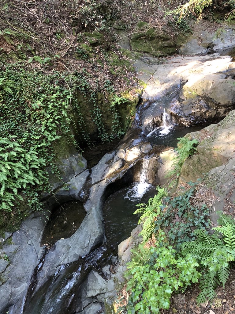 Photos from our morning walk. I’m happy there’s still water in the creek as we’ve not had much rain this winter! #NorCal #Marin #MarinHeadlands #SundayMorning