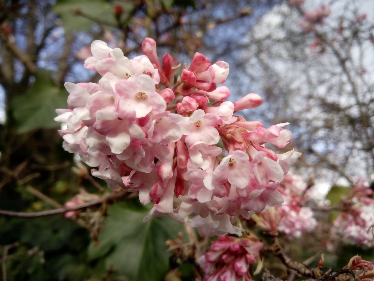 I'm overwhelmed with #scent in my garden at the moment. I love this time of year, so much to look forward to... #nearlyspring