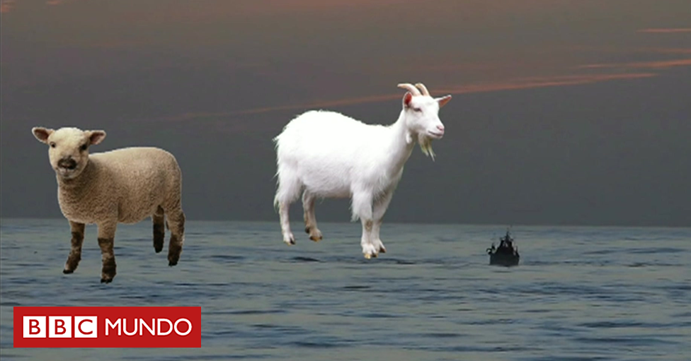 bbcmundo's tweet photo. Si un barco transporta 26 ovejas y 10 cabras, ¿cuántos años tiene el capitán?: la pregunta que dejó perplejos a cientos de estudiantes en un colegio de China https://t.co/xsDDc5oEoR https://t.co/5rIHU8n8N2