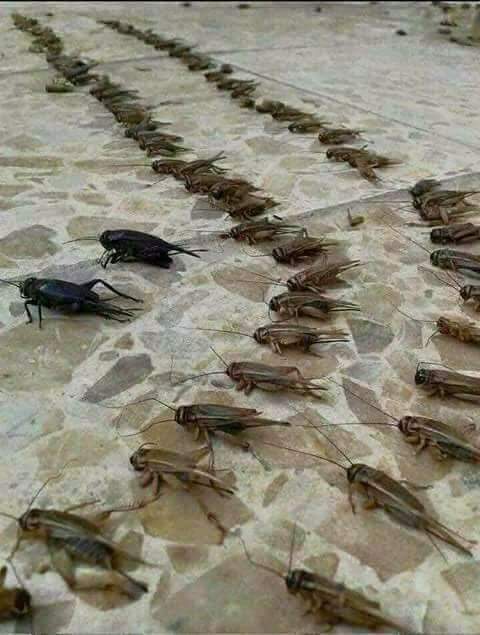 هيا فين الحرس والأمن الي راحو عدن ياطارق عفاش الكل نصابين وتجار حروب الإصلاح في مأرب ونهم وضحيه الموطن الغلبان علاامره الله ينتقم منكم ياقياداة الإصلاح والمؤتمر الي سمحكم الانصار الشيطان الحوثي