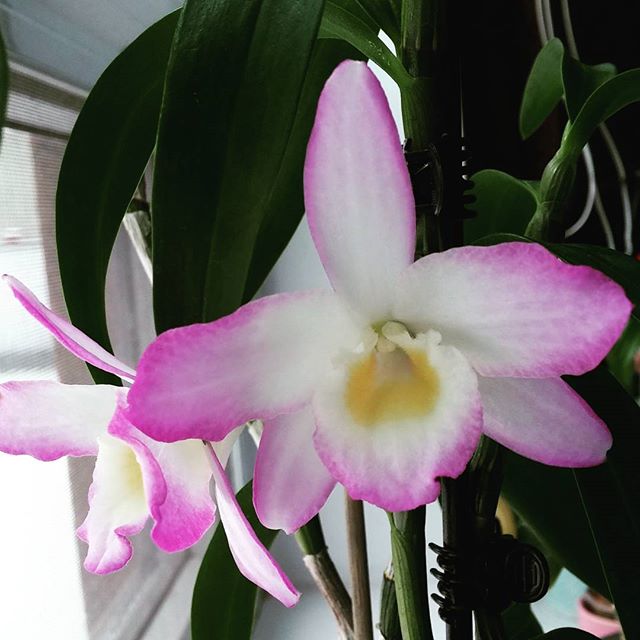 tarajoyandrews's tweet photo. Snowing outside but tropical inside. My Dendrobium Crystal Pink is flowering again. Also flowered over Christmas vacation. Smells amazing and awesome inspiration for the studio. #orchid #studio #dendrobium #flower #beatingwinterblues #creativelife https://t.co/iLM04qyY6c