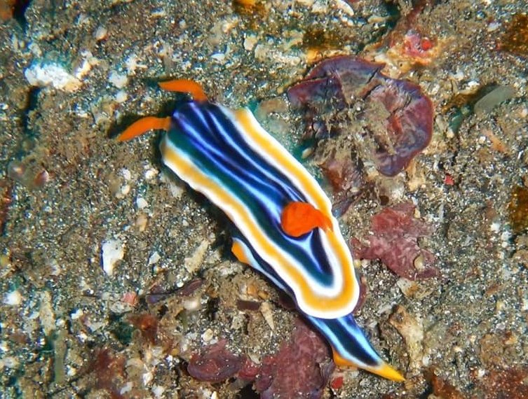 Love spotting these colourful little guys whilst diving #nudibranch #seaslug #chromodorisannae #colourful #Bali #scubadiving #marinephotography