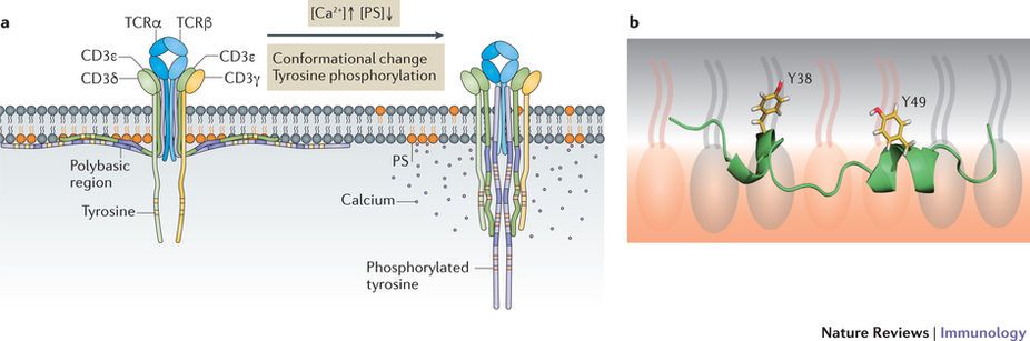 mmw_lmw's tweet photo. Regulation of T cells by #MembraneLipids | Controlling #ImmunoReceptor Activity | ChenqiXu #ChineseAcademyofScience @NatRevImmunol https://t.co/hNB6nTrBoI https://t.co/1J557gQOVW