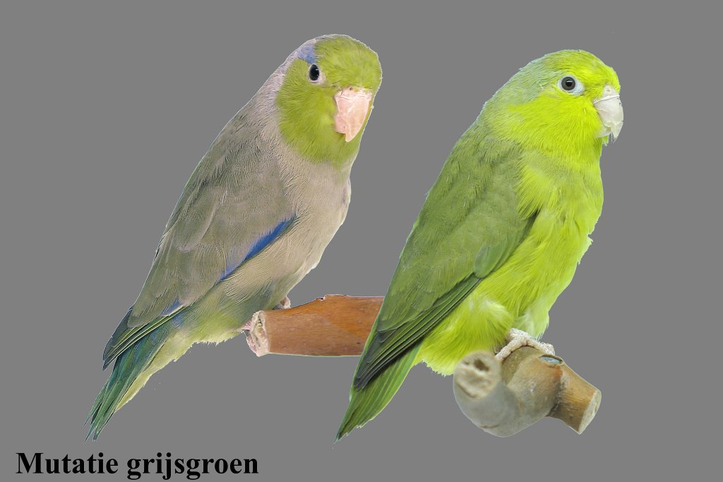 Küçüçük boyutlarıyla kuşseverleri cezbeden #Forpus papağanlarının renk mutasyonları 👇 👇kusmuhabbeti.com/2018/02/forpus…