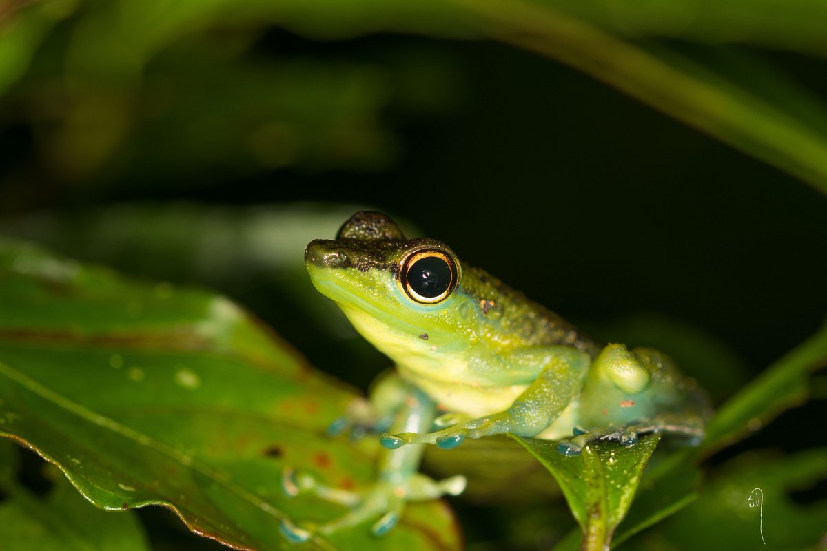 WillLeoHawkes's tweet image. Day 6 in our #fieldborneo adventure. In which I meet mosquitos dancing on the back of a frog, have a sad experience with a turtle and get bitten by a spider. Photo is of a beautiful black-spotted rock frog with blue toes. #fieldcoursefortnight willhawkesphotography.com/tane-olen-day-6