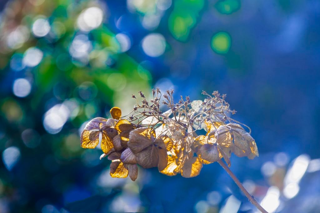 Hortensia in winterzon via <a href="/joopbruurs/">Joop Bruurs</a> #photography #nature bit.ly/2ogtb46