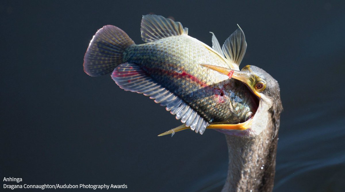 Check out these incredible shots of birds eating, captured by last year's Audubon Photography Awards participants. ow.ly/GpNS30irYTq