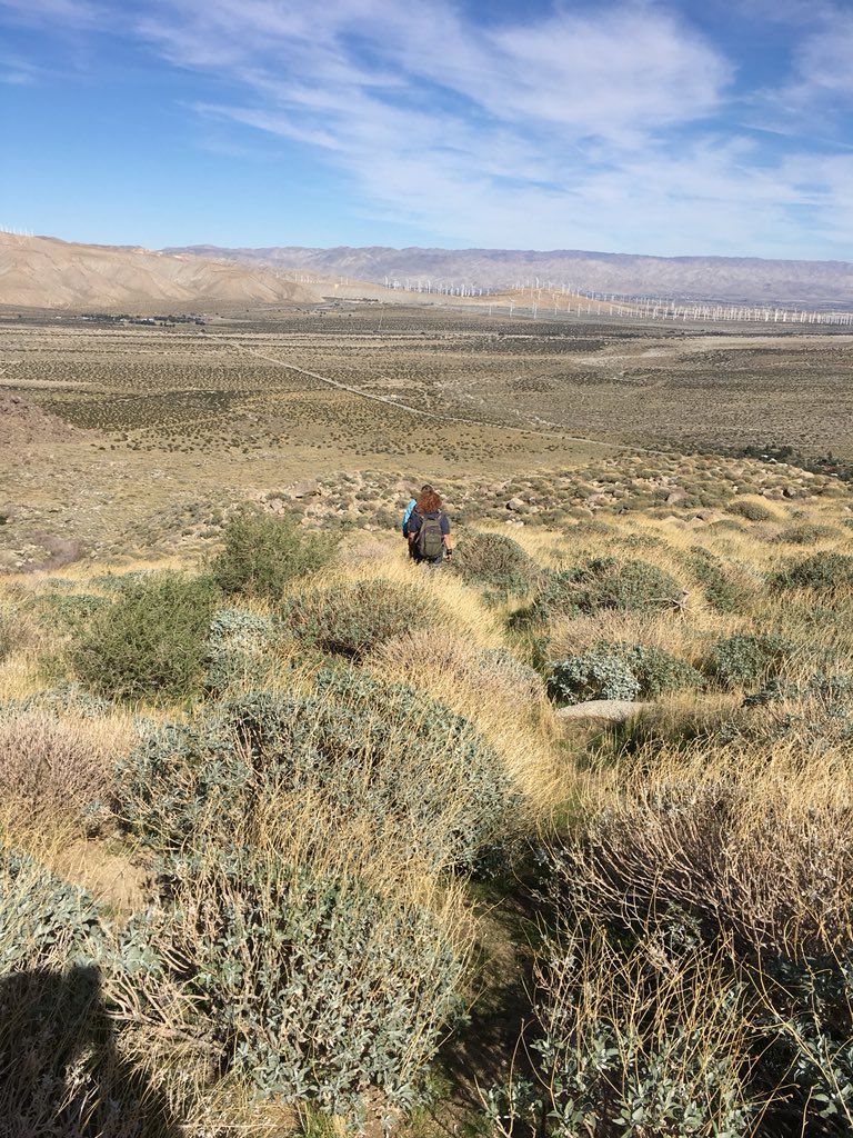 sweetlynnc's tweet image. Explored a new desert nook at the desert:inland ecotone. UC Nat Reserve Oasis de los Osos. Such a neat mix of species. #ucnrs #ecotone
