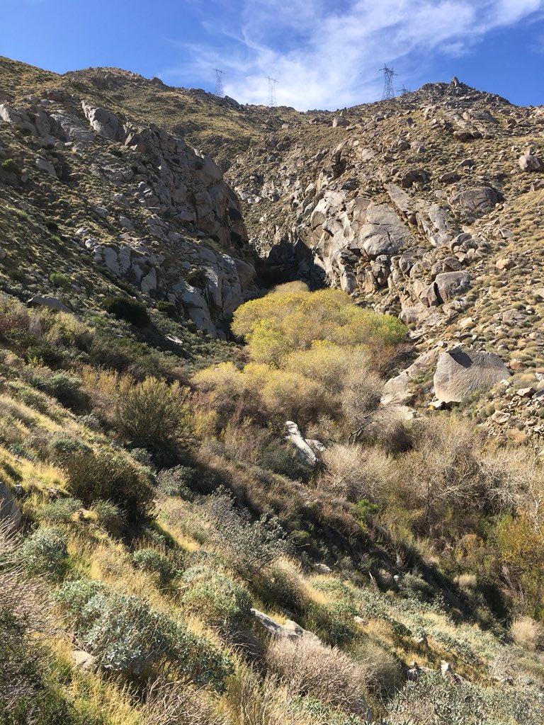 sweetlynnc's tweet image. Explored a new desert nook at the desert:inland ecotone. UC Nat Reserve Oasis de los Osos. Such a neat mix of species. #ucnrs #ecotone