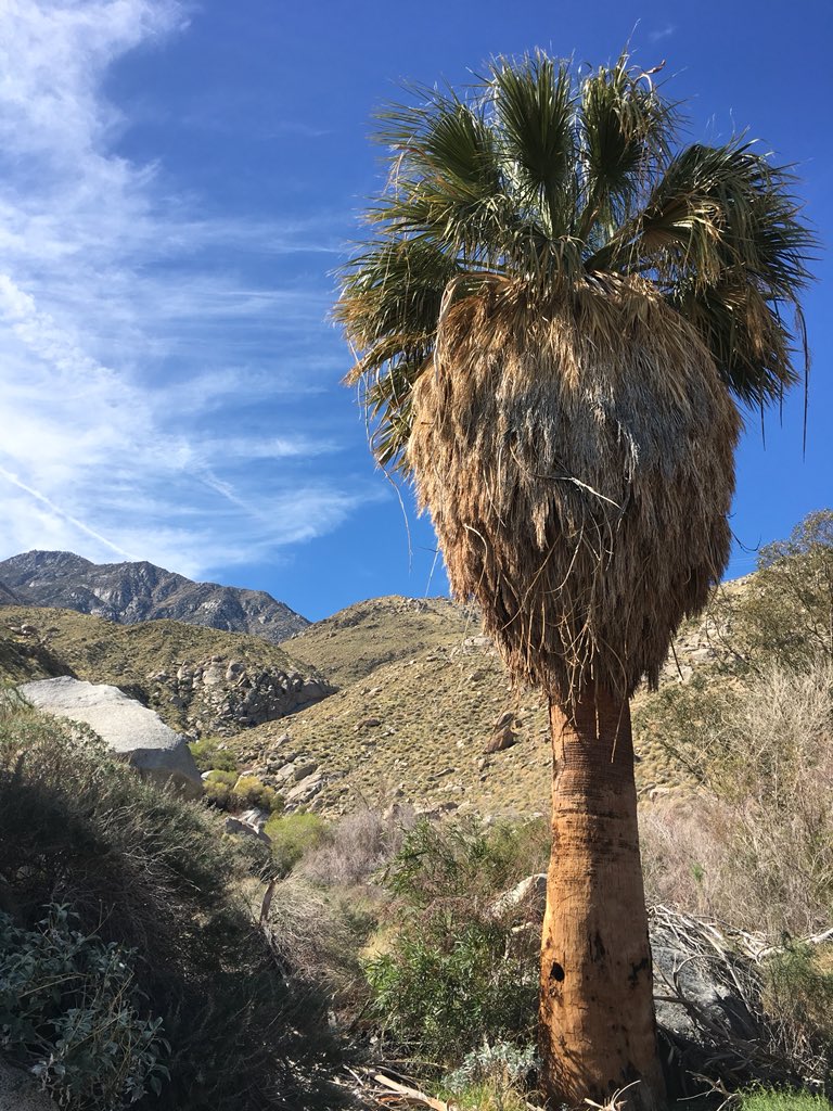 sweetlynnc's tweet image. Explored a new desert nook at the desert:inland ecotone. UC Nat Reserve Oasis de los Osos. Such a neat mix of species. #ucnrs #ecotone