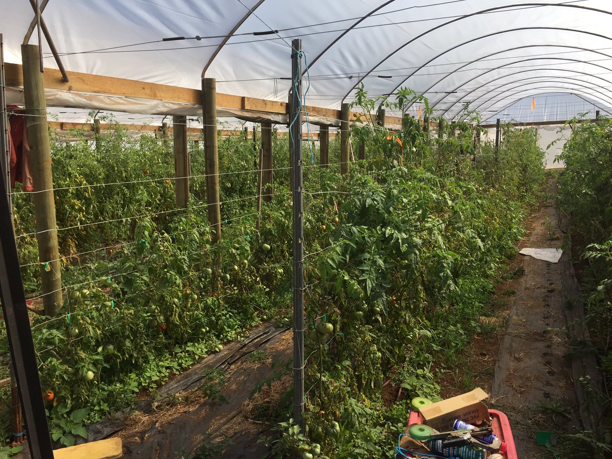 Wallup Ag Group visiting Tasmanian Natural Garlic and Tomatoes. <a href="/theGRDC/">GRDC</a> @HarvestLst <a href="/sevy73/">Simon Severin</a>