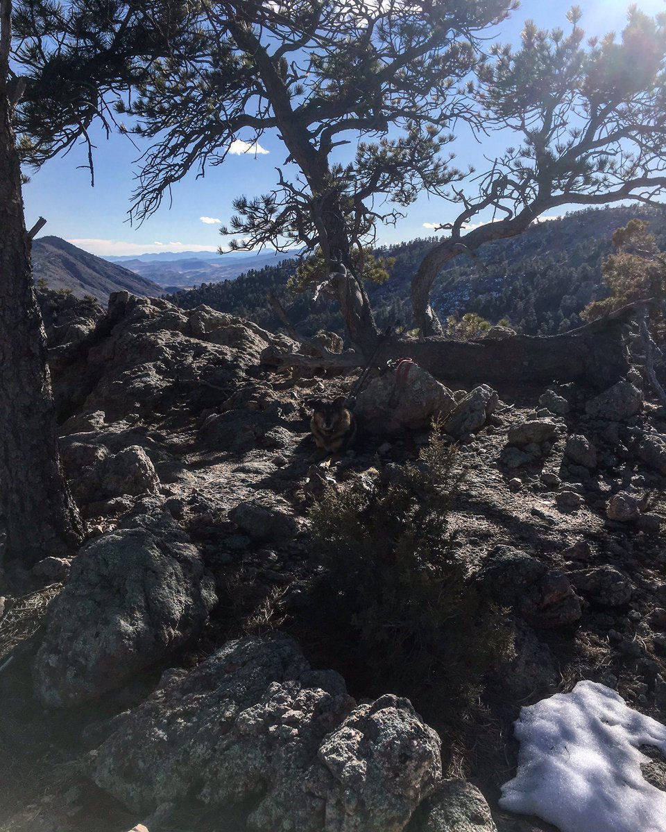 tylerguitar's tweet photo. Puppyfriend on the Mountain #PublicLandsPublicHands #OurWild #MOTMLive #Farmily https://t.co/msabf53W9I