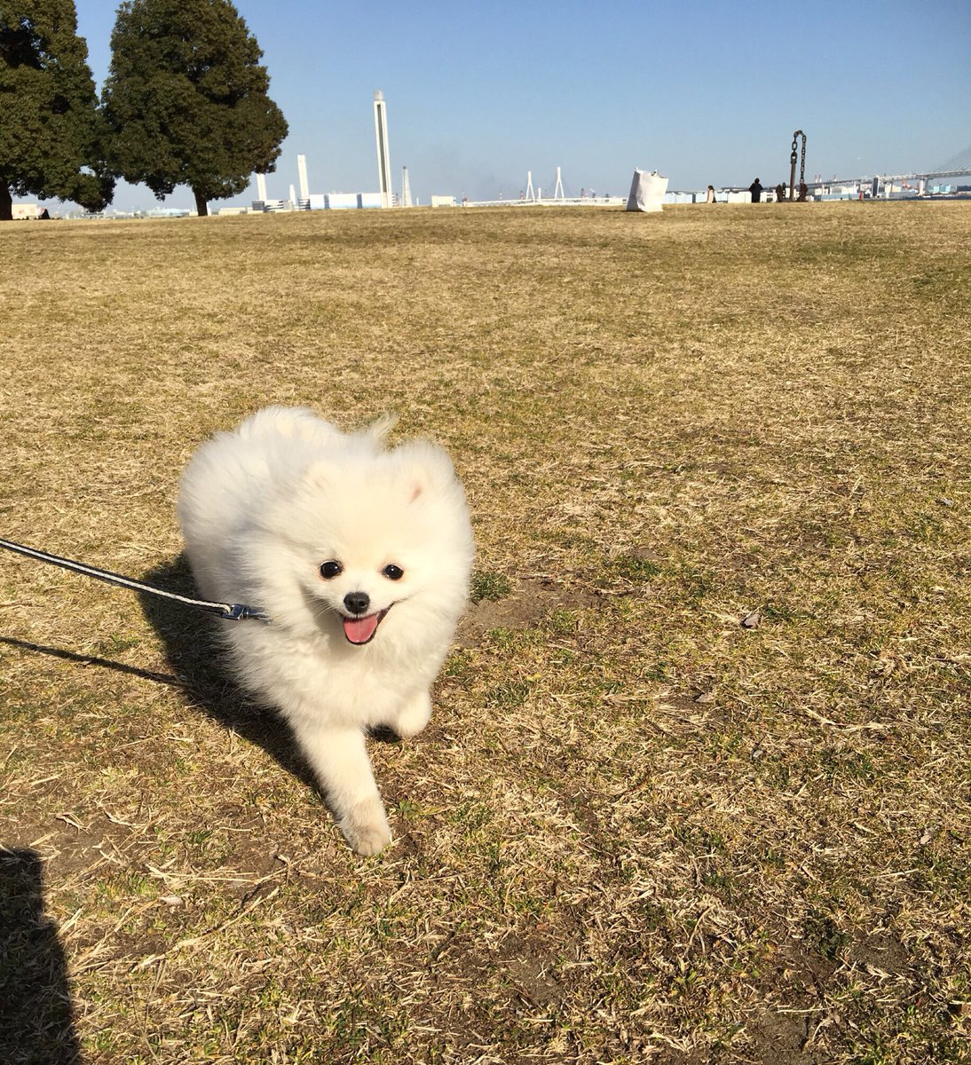 マシュマロ ポメラニアン まろ おはポメ 昨日は大きな公園で沢山走ったりおともだちに会えて まろ嬉しそうな表情 ポメラニアン 癒し Pomeranian 포메 Puppy 子犬 わんちゃん ふわもこ部 天使 わんこ かわいい ぽめ 白ポメ ふわもこ マシュマロ ポメラニアン まろ おはポメ 昨日は大きな公園で沢山走ったりおともだちに会えて まろ嬉しそうな表情 ポメラニアン 癒し Pomeranian 포메 Puppy 子犬 わんちゃん ふわもこ部 天使 わんこ かわいい ぽめ 白ポメ ふわもこ