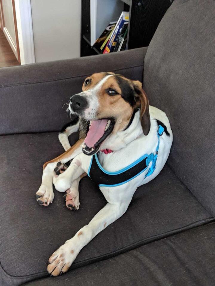 HopeAnimalsNC's tweet photo. Say hello to Henry! Read his bio and apply for him online at https://t.co/Bn59YDLFk8! #HopeAnimalRescue https://t.co/jpEuQwASZe