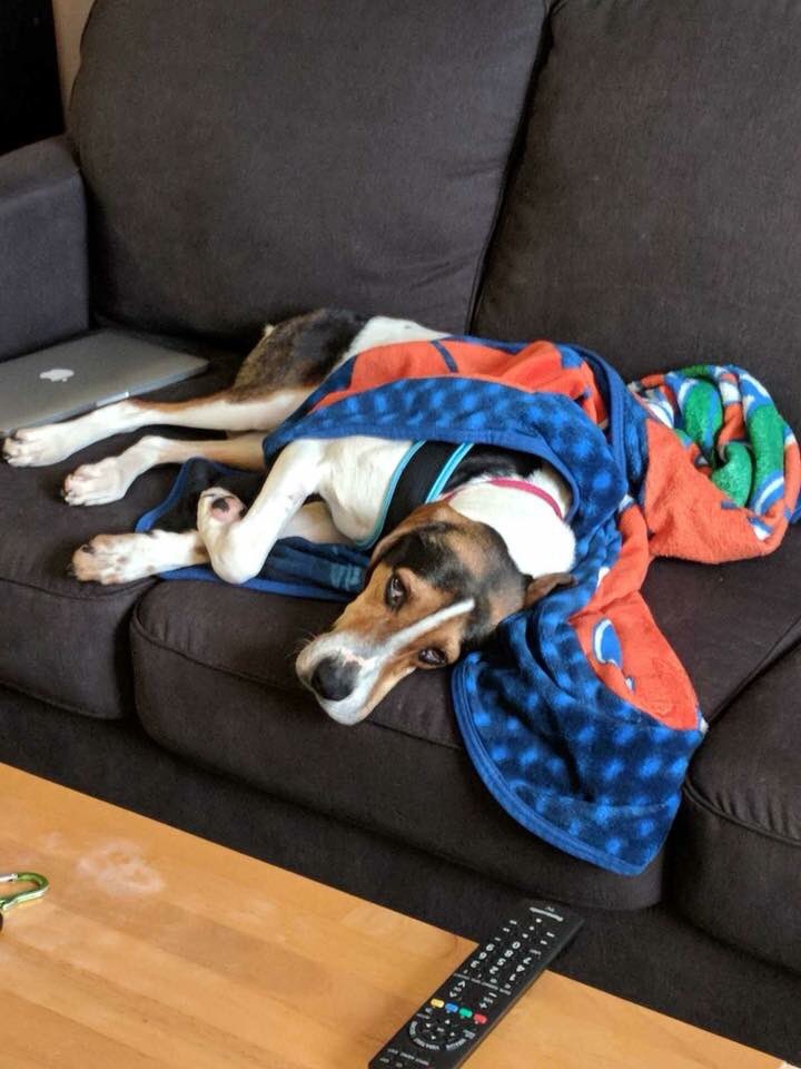 HopeAnimalsNC's tweet photo. Say hello to Henry! Read his bio and apply for him online at https://t.co/Bn59YDLFk8! #HopeAnimalRescue https://t.co/jpEuQwASZe