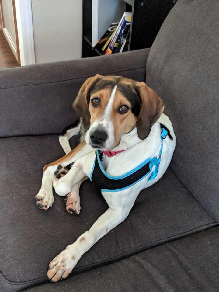 HopeAnimalsNC's tweet photo. Say hello to Henry! Read his bio and apply for him online at https://t.co/Bn59YDLFk8! #HopeAnimalRescue https://t.co/jpEuQwASZe