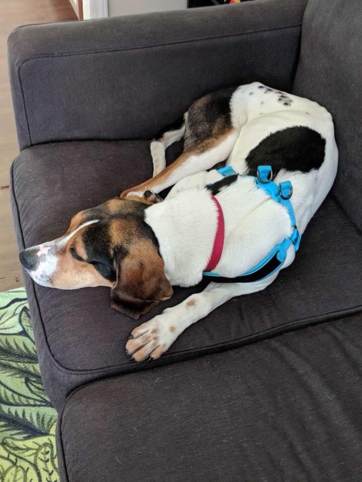 HopeAnimalsNC's tweet photo. Say hello to Henry! Read his bio and apply for him online at https://t.co/Bn59YDLFk8! #HopeAnimalRescue https://t.co/jpEuQwASZe