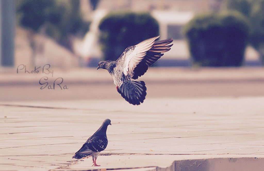 ﻭﺍلله آني ﻓﻲ ﻏﻴﺎبك ﻣﺤﺘرِﻡ ﺣرمة ﻏﻴﺎبك
ﻋﺎﻳش لحالي ﺃغض ﺍلطرف ﻭﺃﺗﺤرّى ﺣﻀوركَ .