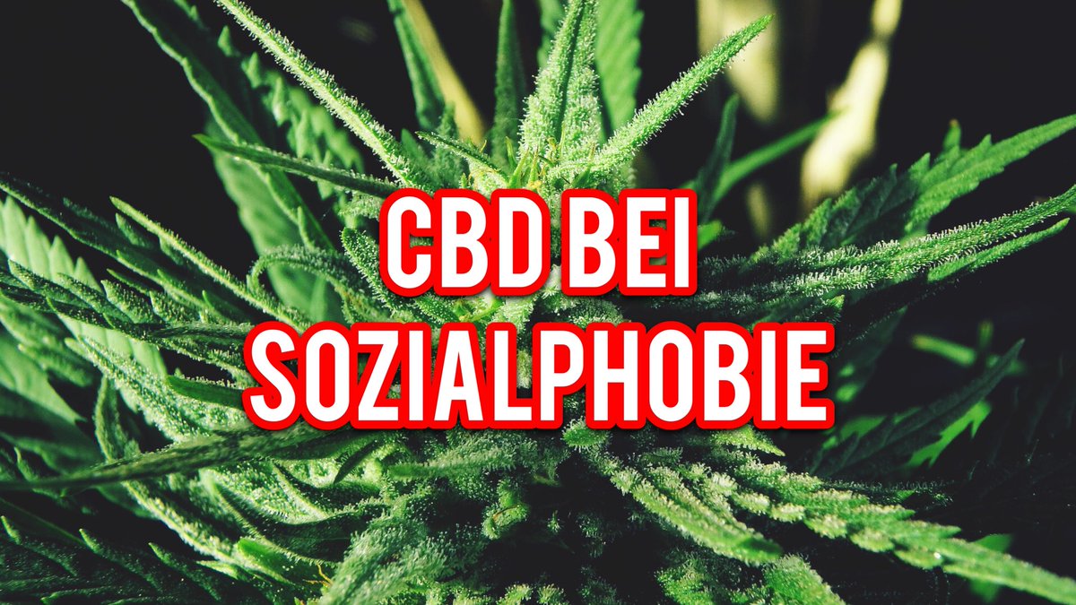 highflotv's tweet photo. CBD bei Sozialphobie! #cbd #cannabis #sozialphobie #angststörung #Depression https://t.co/qvtiQyzD4V https://t.co/EqKv4gXLJW