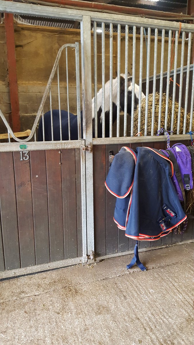 lpalmer85's tweet photo. Happy horses = happy me https://t.co/2XCoxYcnbS