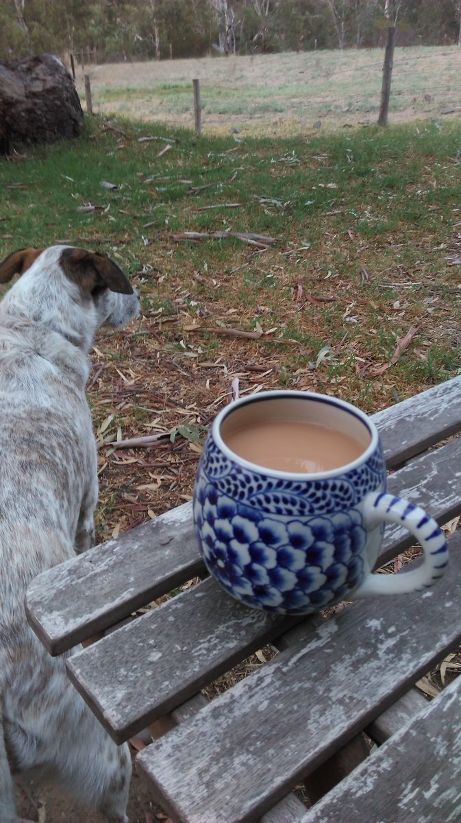 Best time of the day animals fed, birds waking and singing, #firstcuppa #goodmorning #farmlife #earlybird