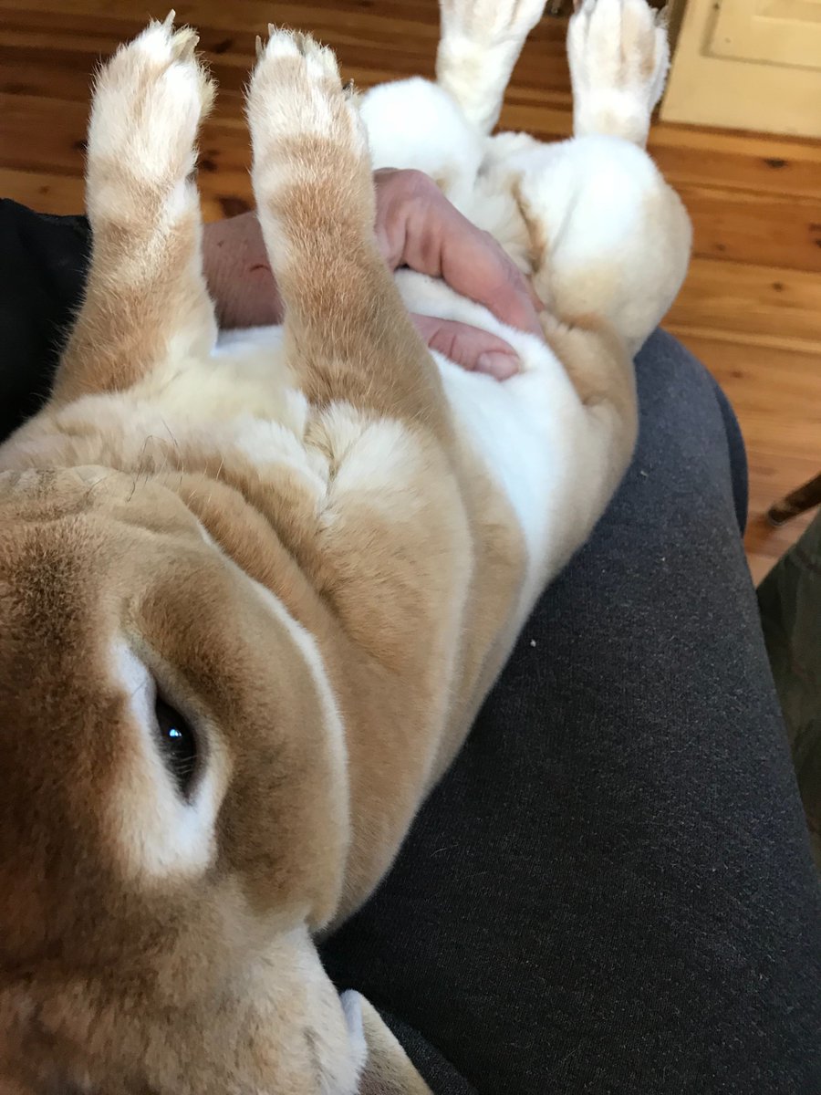 QueenHiveFarm1's tweet photo. Sunday afternoon farm vibes. #nailclipping #bunnyhypnosis #pets #FarmLife #rabbit #bunnies https://t.co/51WAiURv4p