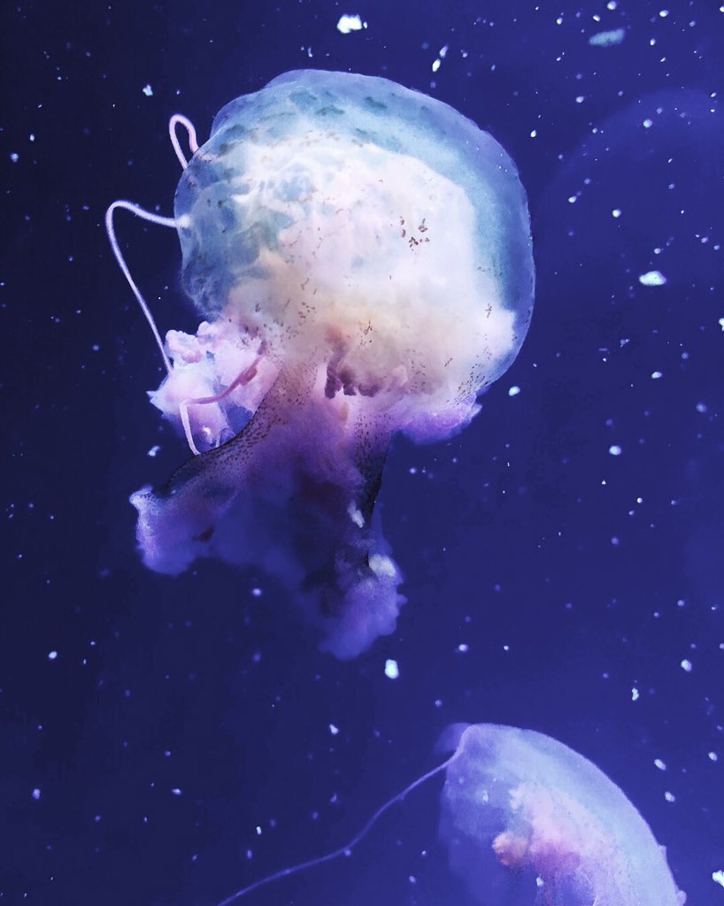 Faniel Faniel6179 Twitter