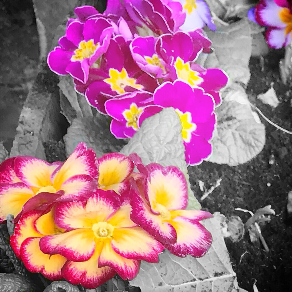 It takes a bit more effort to do things when fatigued from treatment. But the sunshine drew me outside. Wrapped up and warm🧤🧣I even planted some flowers! A splash of colour on a wintery day!😊🌸#slowbutsure #worththeeffort #movingforwards #anyexerciseisstillexercise🙌😊