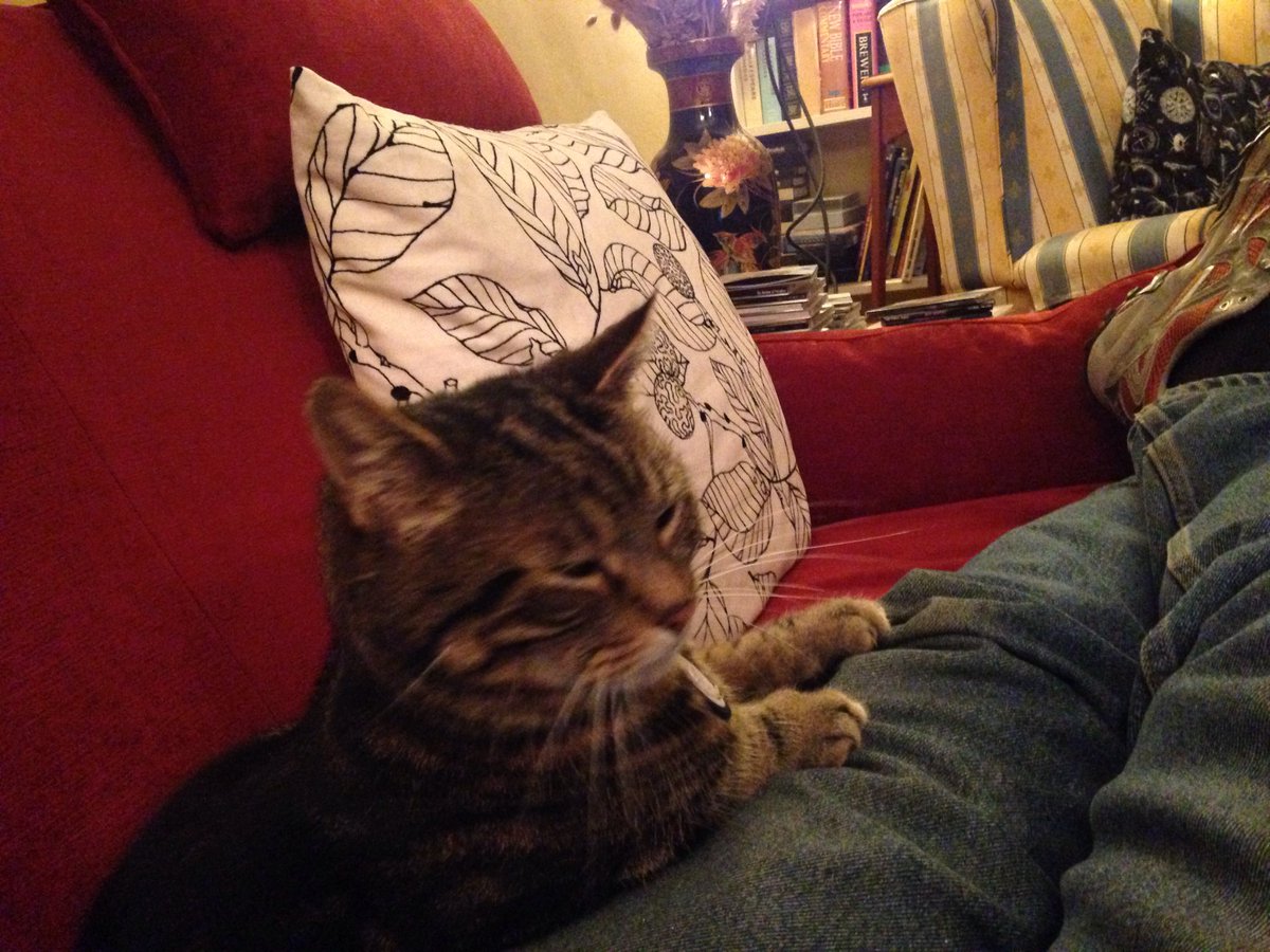 _mearsie's tweet photo. I haz a very attentive. https://t.co/HJDJEEhYeN