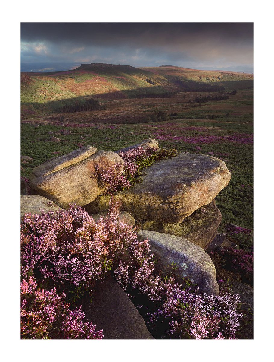 One from back in the Autumn on Burbage. Peak District. #peakdistrict #heather #warmertimes #higgertor @vpdd @derbyshirelife