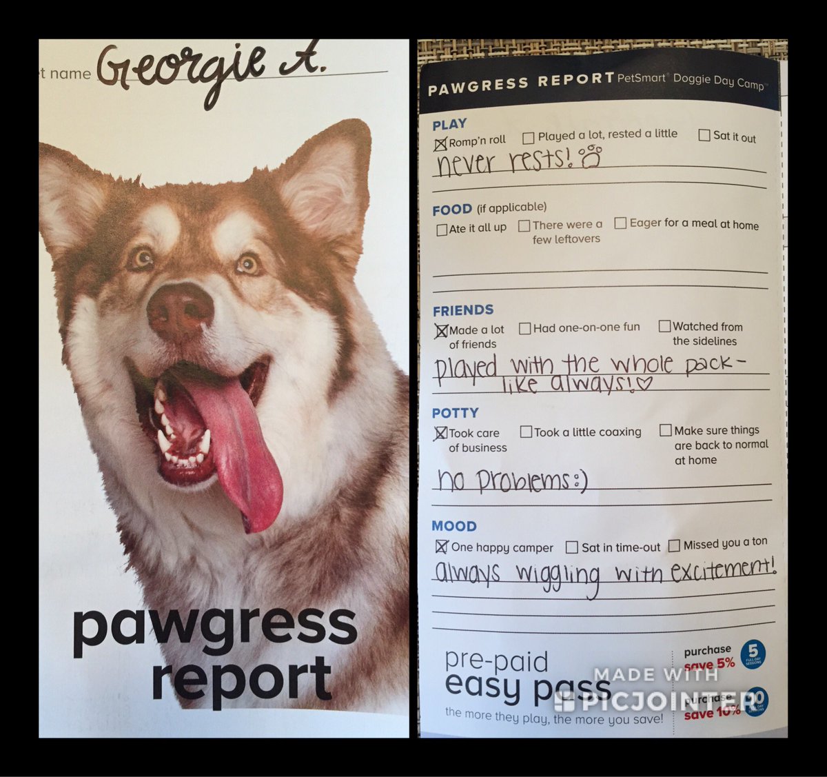 jenn_adams87's tweet photo. I want a career writing puppy report cards 🐶 https://t.co/Mn986ZRyVR