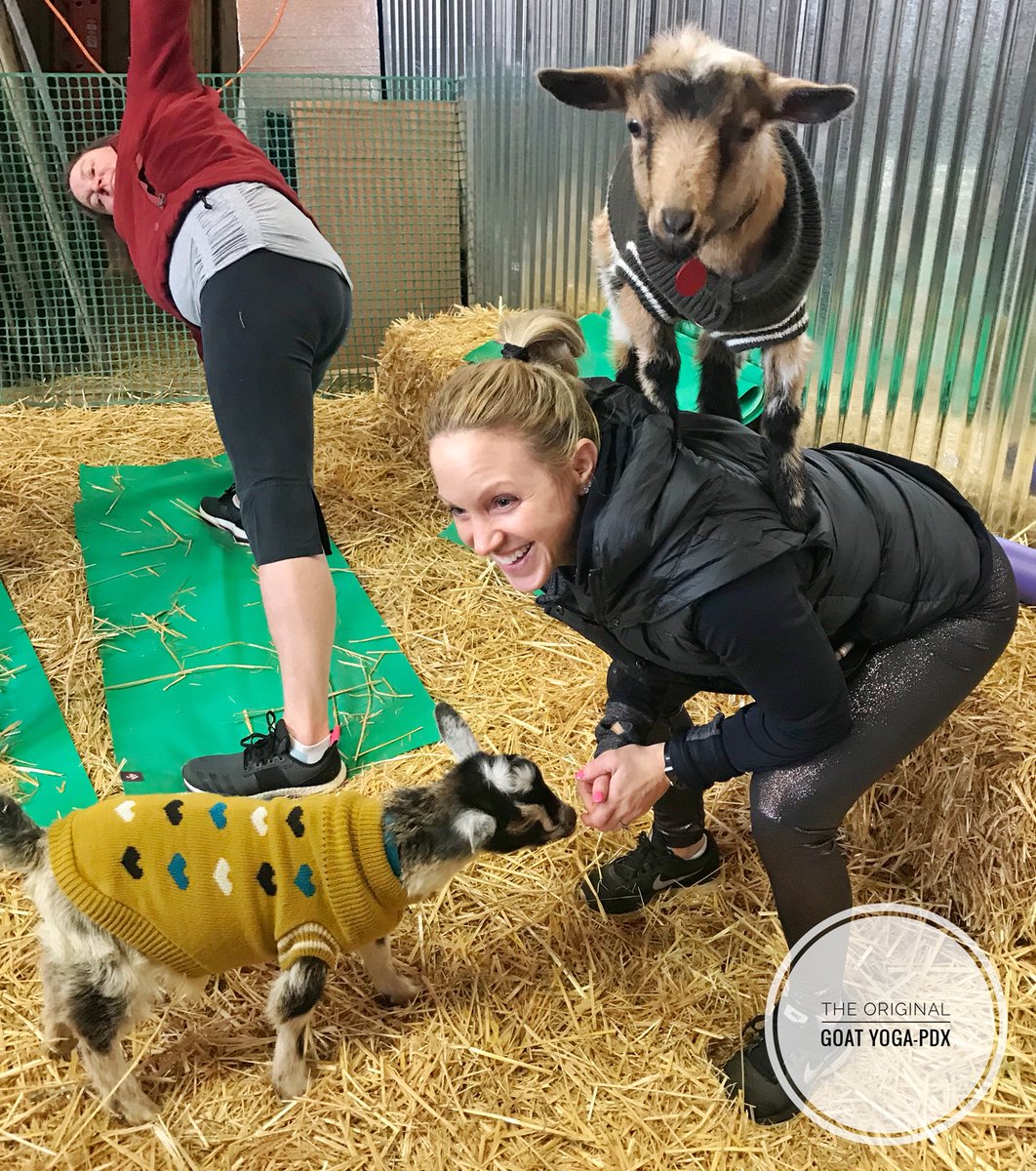 GoatYogaOregon's tweet photo. Our PDX Goat Yoga Instructor has a couple occupational hazards! ๐#oregonbucketlist #goatyoga @TravelOregon https://t.co/8K1wJZDCRr