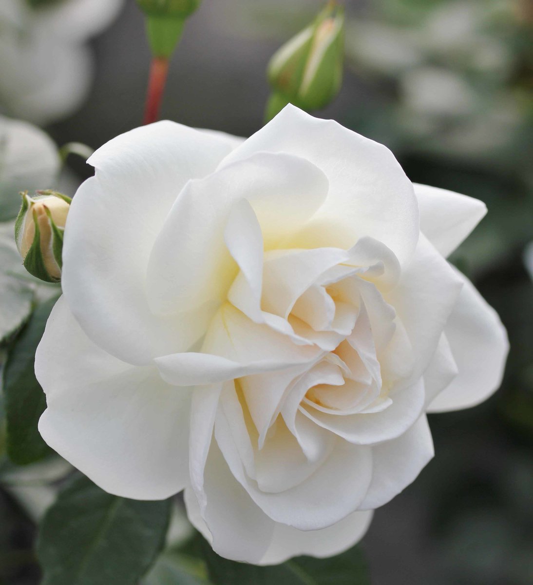 TEGmagazine's tweet image. If you've given up looking at pictures of gorgeous plants for #lent look away now...
bit.ly/2rjTfvw #roses #plants #gardens #as #if