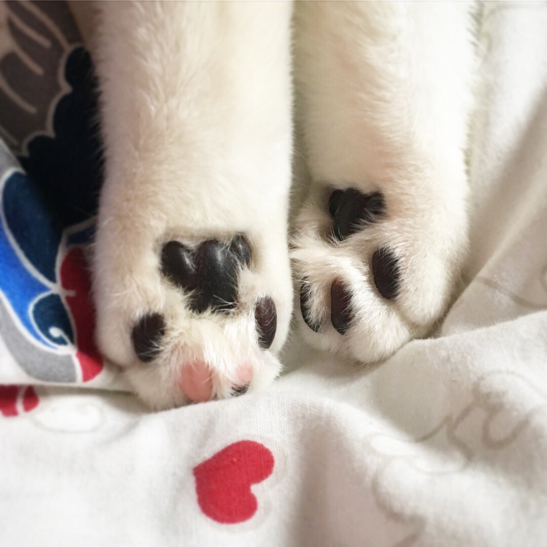 LittleCityFox's tweet photo. Just look at these little paws!!! #stormzy #stormzythecat #cat #catspaws #cute #cutecat #kitten #kittenpaws #catpaws #furryfriend #paws https://t.co/IgKrGUMT4Q