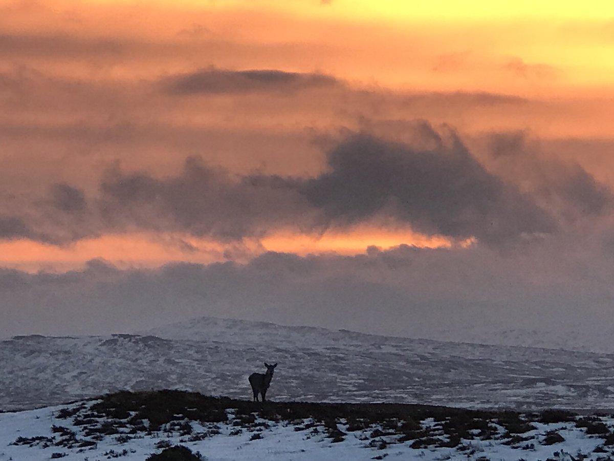 The reword for an early morning start, taking in the sunrise over rannoch moor with this beauty. #sunrise #EarlyBird #RedDeer <a href="/VisitScotland/">VisitScotland</a>
